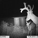 Hanke's Hunts Kansas Game Camera Photo