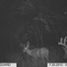 Hanke's Hunts Kansas Game Camera Photo