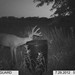 Hanke's Hunts Kansas Game Camera Photo