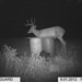 Hanke's Hunts Kansas Game Camera Photo