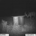 Hanke's Hunts Kansas Game Camera Photo