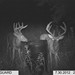 Hanke's Hunts Kansas Game Camera Photo