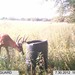 Hanke's Hunts Kansas Game Camera Photo