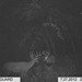 Hanke's Hunts Kansas Game Camera Photo