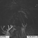 Hanke's Hunts Kansas Game Camera Photo
