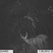Hanke's Hunts Kansas Game Camera Photo