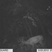 Hanke's Hunts Kansas Game Camera Photo