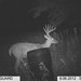 Hanke's Hunts Kansas Game Camera Photo