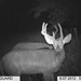 Hanke's Hunts Kansas Game Camera Photo
