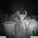 Hanke's Hunts Kansas Game Camera Photo