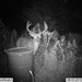 Hanke's Hunts Kansas Game Camera Photo
