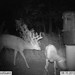 Hanke's Hunts Kansas Game Camera Photo
