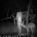 Hanke's Hunts Kansas Game Camera Photo