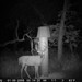Hanke's Hunts Kansas Game Camera Photo