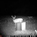 Hanke's Hunts Kansas Game Camera Photo