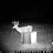 Hanke's Hunts Kansas Game Camera Photo