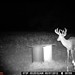Hanke's Hunts Kansas Game Camera Photo