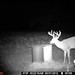 Hanke's Hunts Kansas Game Camera Photo