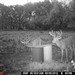 Hanke's Hunts Kansas Game Camera Photo