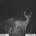 Hanke's Hunts Kansas Game Camera Photo