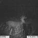 Hanke's Hunts Kansas Game Camera Photo
