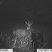 Hanke's Hunts Kansas Game Camera Photo