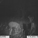 Hanke's Hunts Kansas Game Camera Photo