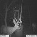 Hanke's Hunts Kansas Game Camera Photo