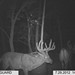 Hanke's Hunts Kansas Game Camera Photo