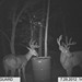 Hanke's Hunts Kansas Game Camera Photo