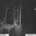 Hanke's Hunts Kansas Game Camera Photo