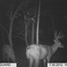 Hanke's Hunts Kansas Game Camera Photo