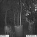 Hanke's Hunts Kansas Game Camera Photo