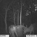 Hanke's Hunts Kansas Game Camera Photo