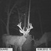 Hanke's Hunts Kansas Game Camera Photo
