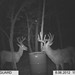 Hanke's Hunts Kansas Game Camera Photo