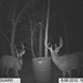 Hanke's Hunts Kansas Game Camera Photo