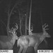Hanke's Hunts Kansas Game Camera Photo