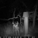 Hanke's Hunts Kansas Game Camera Photo