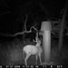 Hanke's Hunts Kansas Game Camera Photo
