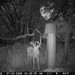 Hanke's Hunts Kansas Game Camera Photo