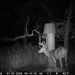 Hanke's Hunts Kansas Game Camera Photo
