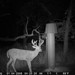 Hanke's Hunts Kansas Game Camera Photo