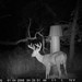 Hanke's Hunts Kansas Game Camera Photo