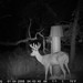 Hanke's Hunts Kansas Game Camera Photo