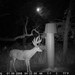 Hanke's Hunts Kansas Game Camera Photo