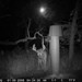 Hanke's Hunts Kansas Game Camera Photo