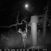 Hanke's Hunts Kansas Game Camera Photo