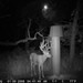 Hanke's Hunts Kansas Game Camera Photo