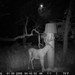 Hanke's Hunts Kansas Game Camera Photo